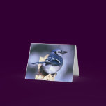 Blue Jay Bird Lovers