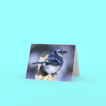 Blue Jay Bird Lovers cards