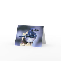 Blue Jay Bird Lovers Greeting Cards