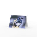 Blue Jay Bird Lovers cards