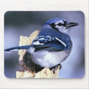 Blue Jay Bird Lovers