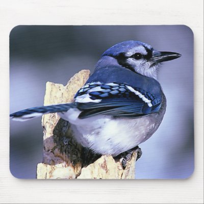 Blue Jay  Bird Lovers Mouse Pads by WildByDezign