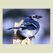 Blue Jay Bird Lovers