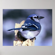 Blue Jay Bird Lovers print