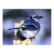 Blue Jay Bird Lovers print