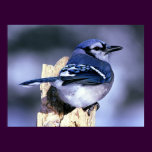 Blue Jay Bird Lovers