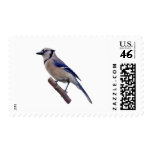 Blue Jay Bird Postage Stamp
