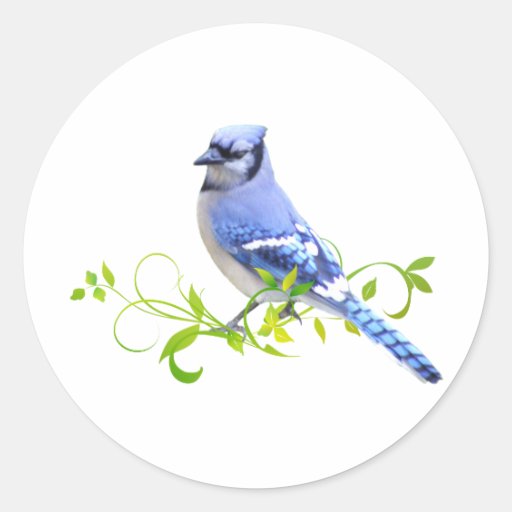 Blue Jay Bird Round Stickers Zazzle