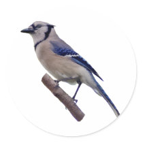 Blue Jay Bird stickers