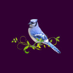 Blue Jay Bird