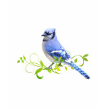 Blue Jay Bird