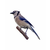 Blue Jay Bird t-shirts
