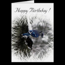 Blue Jay Birthday Card cards