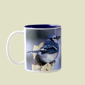 Blue Jay, Blue Jay
