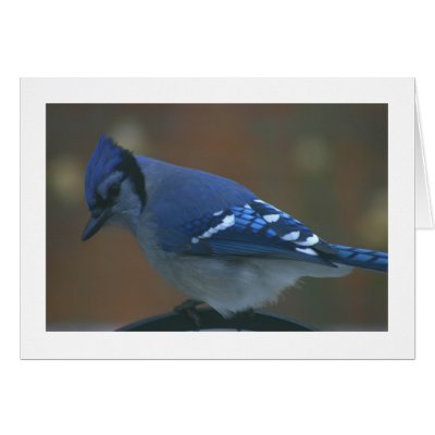 Blue Jay Card by alberthartley