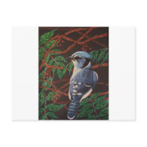 Blue jay Collection postcards