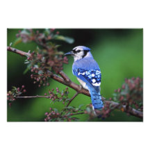 Blue Jay, Cyaoncitta cristata 2 Photo Print