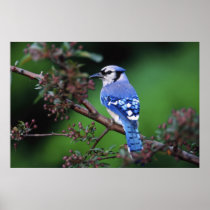 Blue Jay, Cyaoncitta cristata 2