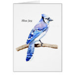 Blue Jay Greeting Card