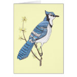 Blue Jay Greetings cards
