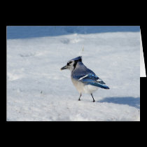 Blue Jay in Snow Holiday Greeting Card cards