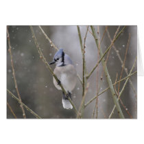 Blue Jay in the Snow cards