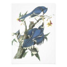 Blue Jay, John Audubon Custom Invitation