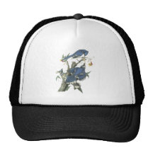 Blue Jay, John Audubon Hat