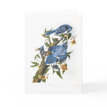 Blue Jay, John James Audubon Card