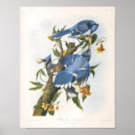 Blue Jay, John James Audubon posters