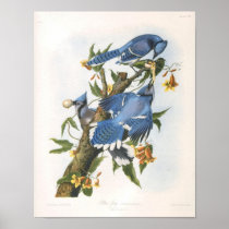 Blue Jay, John James Audubon Poster