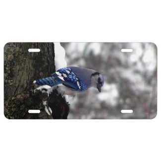 Blue Jay License Plate