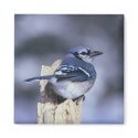Blue Jay magnets by SweetRascal Blue Jay magnets