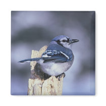 Blue Jay magnets by SweetRascal Blue Jay magnets