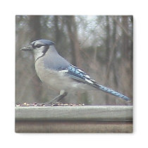 Blue Jay Magnet