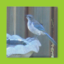 Blue Jay Magnet magnets
