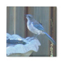 Blue Jay Magnet by shawke123 Blue Jay Magnet