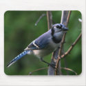 Blue Jay mousepads