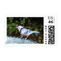 Blue Jay on Bowl stamps