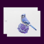 Blue Jay on Rose