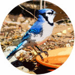 Blue Jay Cut Out