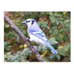 Blue Jay Posing Postcards