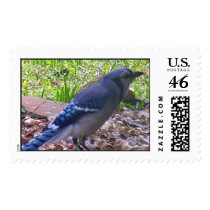 Blue Jay postage by gfrbf3761 Blue Jay postage