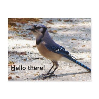 Blue Jay postcard postcard