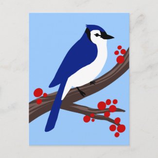 Blue Jay postcard