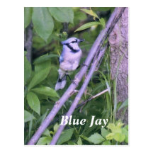 Blue Jay Postcards