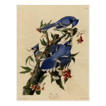 Blue Jay Postcards