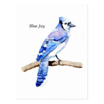Blue Jay Postcards