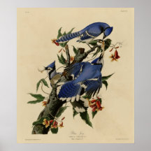 Blue Jay Poster