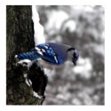 Blue Jay Poster / Print by kahmier Blue Jay Poster / Print